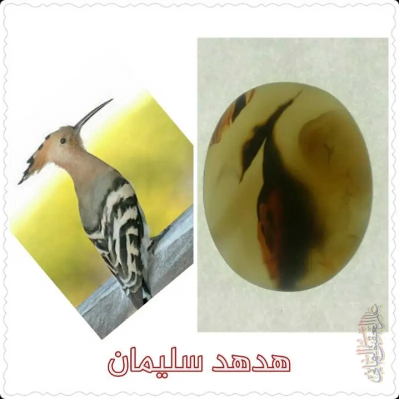 هدهد سليمان في حجر عقيق يماني نادر 